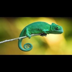 Meet your Posher, Armina